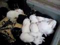Baby Bunnies