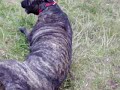 Perro de presa canario dog kanaryjski dogo canario