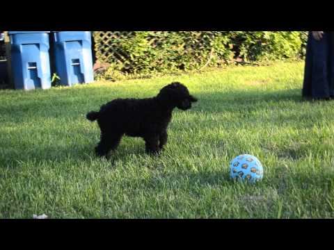 Standard poodle Jimmy 11 weeks