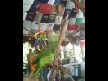 videos de Lorenzo The Dancing Parrot