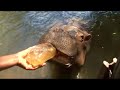 the-hippo-and-the-dog-playing-.html