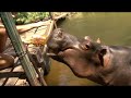 jessica a hippo kissed me 