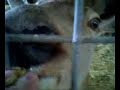 Rudolph The Red Nosed Reindeer + Prancer, Ash End House Farm Rudolph The Red Nosed Reindeer + Prancer, Ash End House Farm