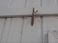 Praying Mantid (Wisconsin) Ugly! In the City!
