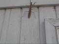 Praying Mantid (Wisconsin) Ugly! In the City!
