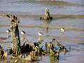 Ragged Island Sand pipers