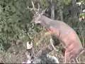 deer attack