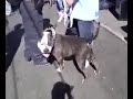 westcoast bullies
