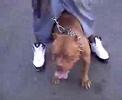 westcoast bullies