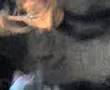 Schenkelklopfer