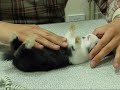 這樣算是催眠兔子嗎?正經不說話版