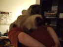Himao riding on Craig