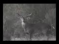 gonzalo ancira jr.mata venado 8 puntas