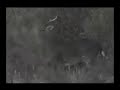 gonzalo ancira jr.mata venado 8 puntas