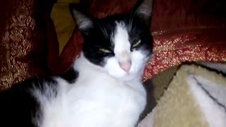 Evolua Espaço de Psicologia Apresenta sua Nova Mascote: Uma Gatinha muito sapeca, amável é a ANALU!
