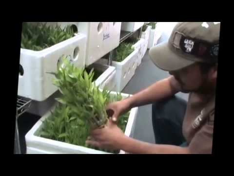 how to plant lucky bamboo in water