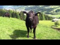 Angus Muuhvieh
