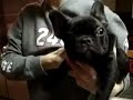 Bug Eyed Little One (French Bulldog Puppy) Bug Eyed Little One (French Bulldog Puppy)