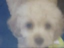 PUPPIES!