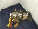 PUPPIES!