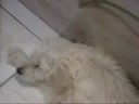 PUPPIES!