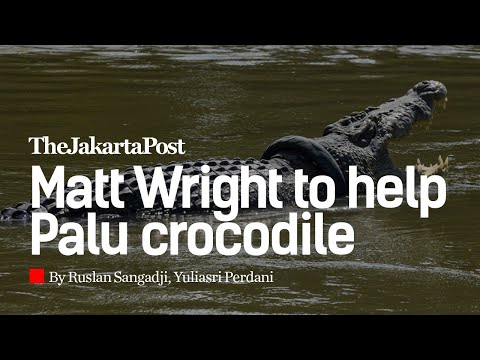Australian presenter Matt Wright to help Palu crocodile stuck in tire for years