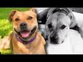 Super Shmuttle Doggie Daycare Commercial