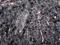 worm box harvest worm box harvest