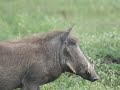 Northen Tanzania Safari
