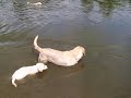 Puppies first time down at the pond