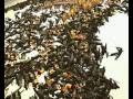 Thermopylae (ignore lagg plz!!)