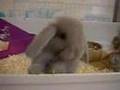 Maddie's Grandbunnies aged 4 weeks