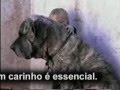 UM GAROTO E SEU CÃO
