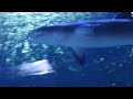 hongkong Ocean park videos 1 shark