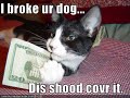 funny animal pictures