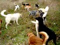 walking dogs part2