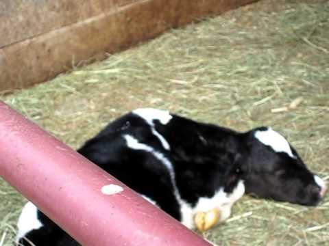 Mama and baby cow!