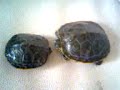 Dimitris and Oogway Update