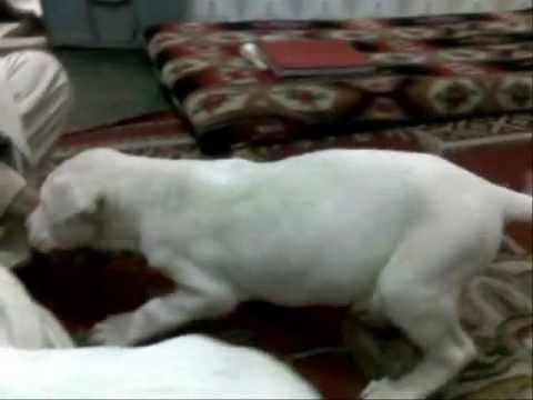 Bully Kutta