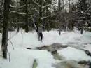 beaver dam ice breaking 1