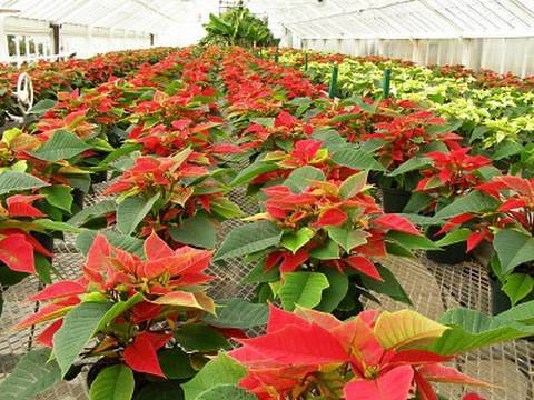 Local TV Addam, Addam Program, Nursery Plants, Nurseries Plants, Agriculture Nurseries, Rental & Interior, Exterior Landscaping, Nurseries Help to farmers, develop High Tech, Agriculture Farms, Telugu, Tone Tone TV, TeluguOne TeluguOne TV, Local TV Maa TV ETV, Maa Music Tone Music, TV5 News ETV2 News, Free News Channels, Online Telugu TVs, Online TV Channels, Online movies, Free Download moives, Tollywood Movies