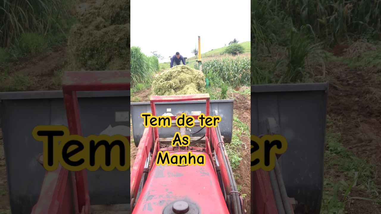 Descarregando silagem sem a carreta basculante #agro #silagem