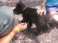 Aryelle petting 7 week old Wolf Cub Wotan Aryelle petting 7 week old Wolf Cub Wotan