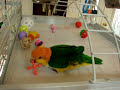 Squeaky Caique