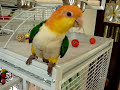 Squeaky Caique