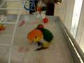 Squeaky Caique