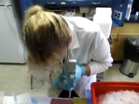 chain reaction cycles