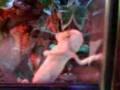 videos de Dancing Chameleon - Behind The Cow