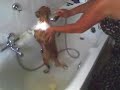 cane topo