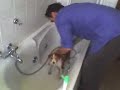 cane topo